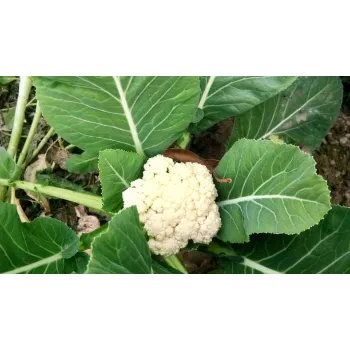 Cauliflower (26)-3893543-37002.webp